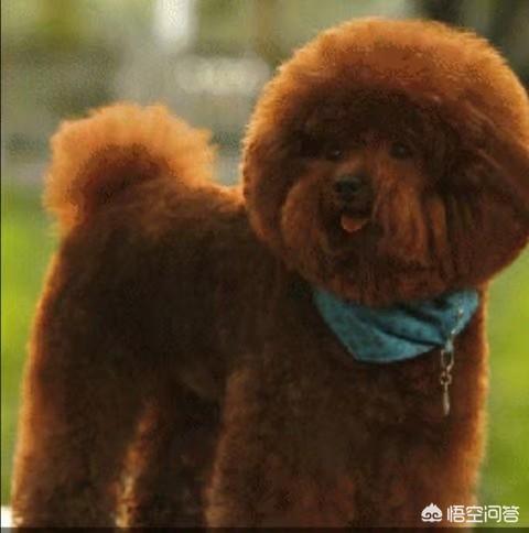狗的细小是什么意思:有什么办法可以防止狗狗患上细小？