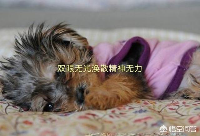 狗的细小是什么意思:有什么办法可以防止狗狗患上细小？