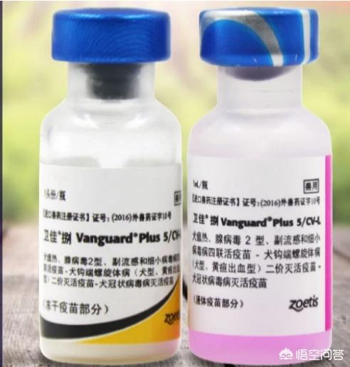 狗的细小是什么意思:有什么办法可以防止狗狗患上细小？