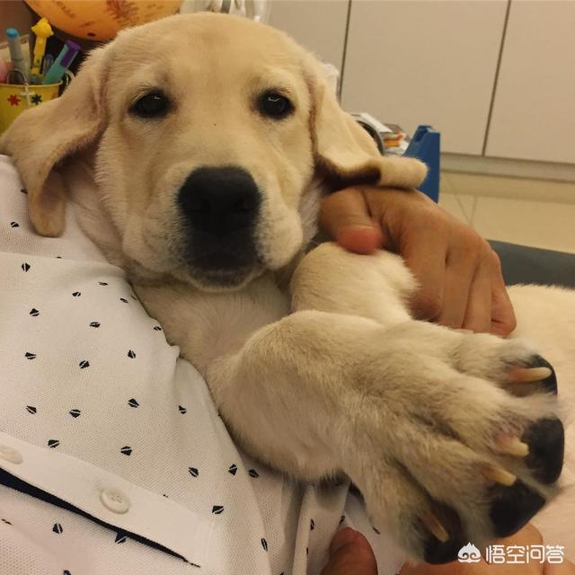 抱狗:抱狗丫头 一伸手要抱狗狗就跑了有什么办法让跟主人更亲近？