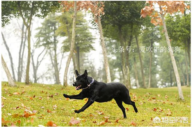 拉布拉多犬视频:拉布拉多掉毛严重是什么原因？ 拉布拉多犬视频播放