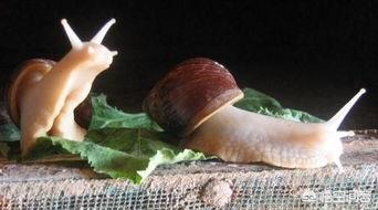 白玉蜗牛该如何养殖，在室内如何搭建白玉蜗牛养殖池