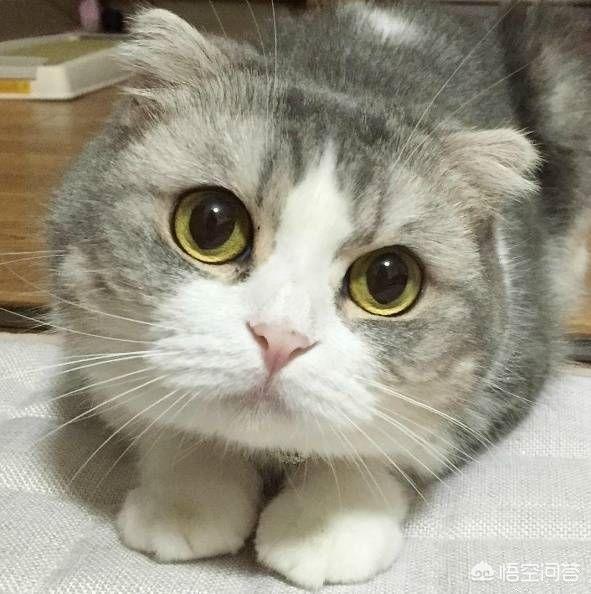 养猫指南百度文库:养猫的话，平民的开销一般是多少？