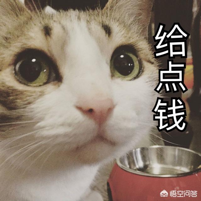 养猫指南百度文库:养猫的话，平民的开销一般是多少？