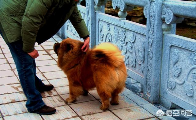 松狮:你知道松狮犬有哪些优点吗？