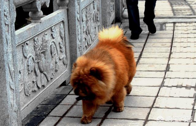 松狮:你知道松狮犬有哪些优点吗？