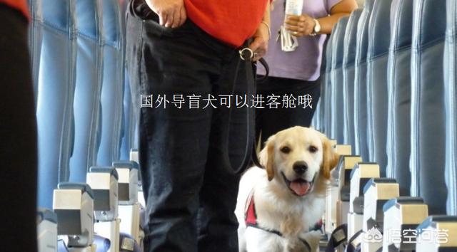法斗犬能坐飞机吗:宠物也能跟主人一起乘飞机？
