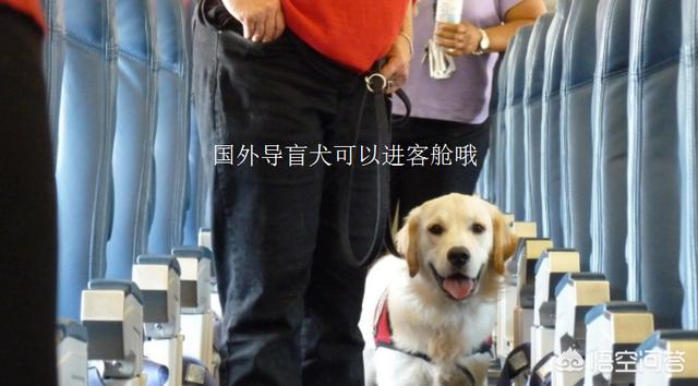 法斗犬能坐飞机吗:普通的狗狗可以带上飞机吗？