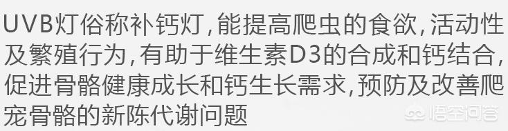 鳄龟的饲养:大鳄龟的饲养方法是怎样的？ 鳄龟怎么养长得快