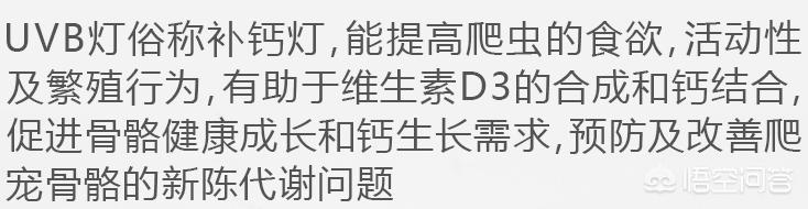 南岔大鳄鱼龟养殖技术:鳄鱼龟吃什么?在家里要怎么养？能放水一直养着不？