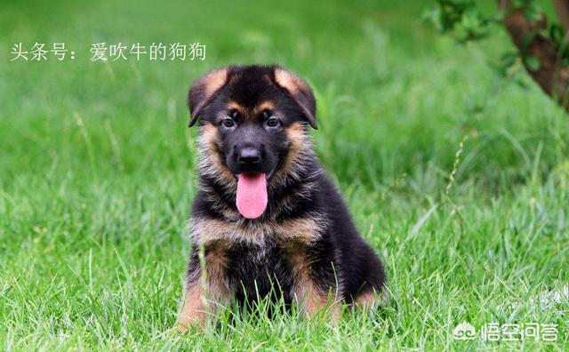 苏格兰牧羊犬吃什么益生菌:饲养边牧有哪些误区不能踩？