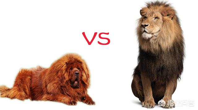 野生藏獒咬架视频:十只藏獒能打赢一头雄狮吗？