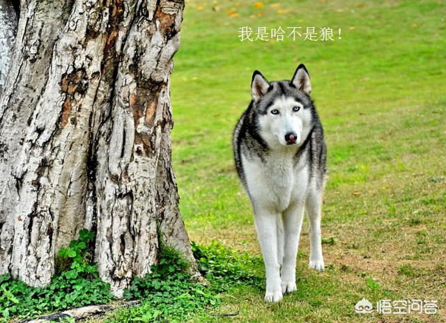 二货哈士奇高清壁纸:有什么品种的狗狗外表很凶，但是但是其实很温柔呢？