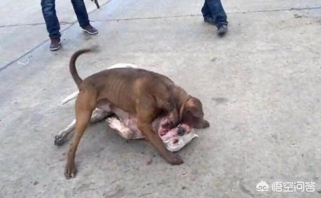 蚌埠杜高犬价格及图片:杜高犬和比特犬单挑，谁厉害？