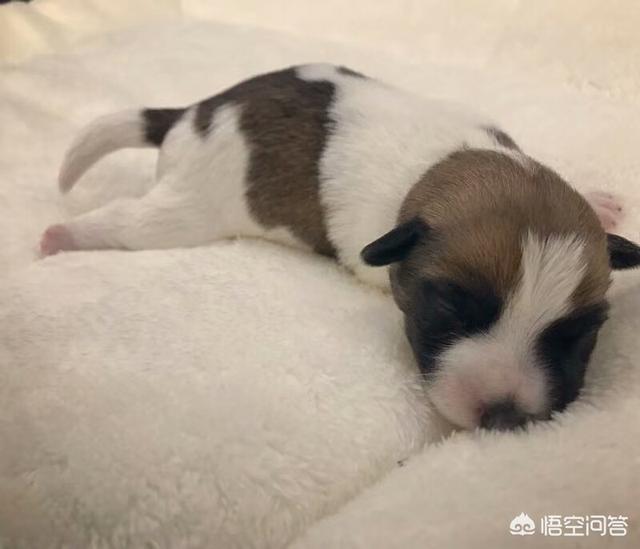 狗打了疫苗后多久可以洗澡吗:狗狗一定要打完三针疫苗之后才能出去和洗澡吗？