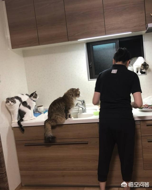 重庆友好宠物医院简介:猫咪与狗狗关系不太好，该怎么办？