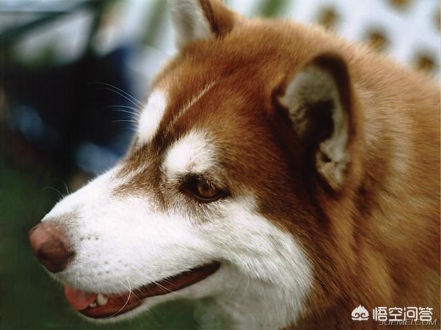 色狗成人:成年人被狗咬伤后得狂犬病的几率有多大，如何降低风险？