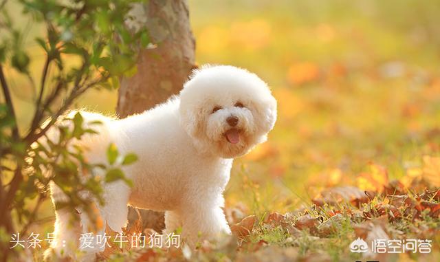 伯恩山犬和边牧:德牧、边牧、金毛、比熊，哪个比较好？