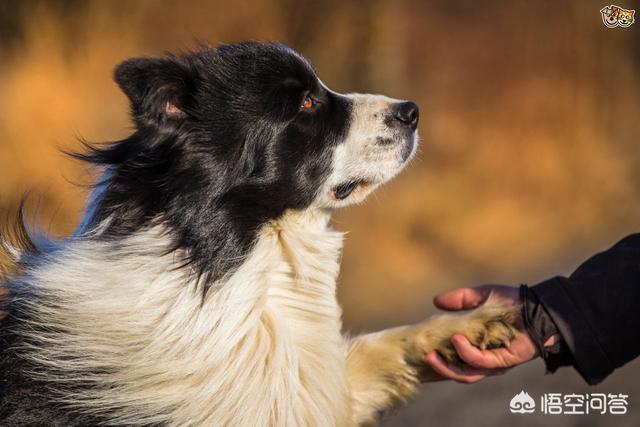 斗牛獒犬:三只藏獒需要多长时间才能咬死一只孟加拉虎？有何依据？