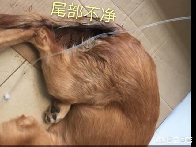 狗的细小是什么意思:有什么办法可以防止狗狗患上细小？