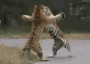 猫爪子:猫咪总是用爪子刨一个地方是怎么回事呢？