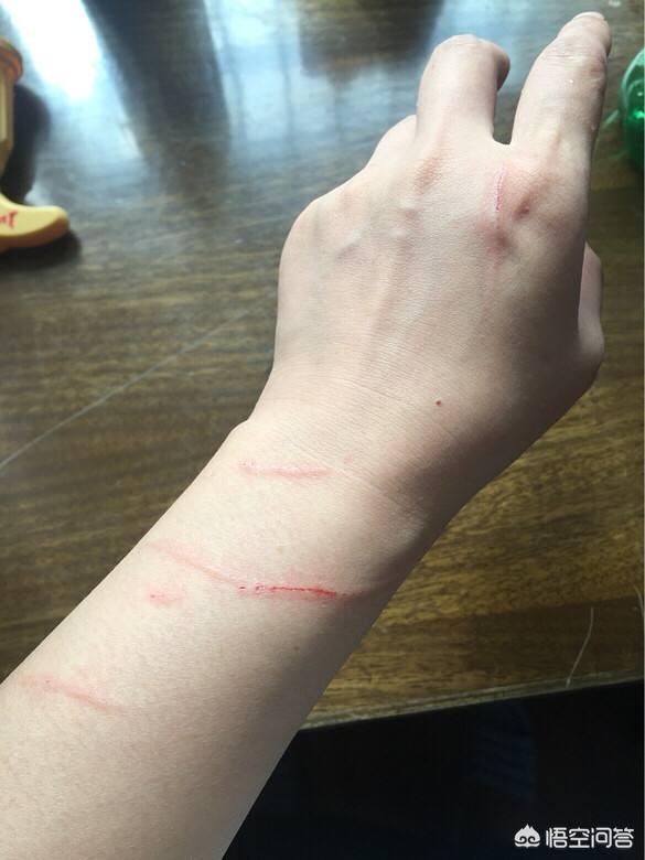 猫爪子:猫咪总是用爪子刨一个地方是怎么回事呢？