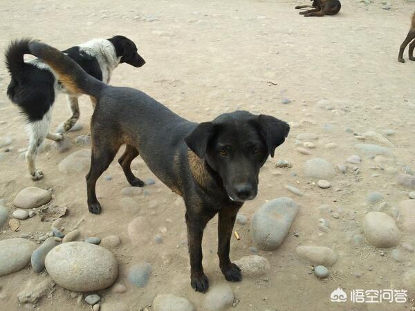 猎犬打猎:下司犬和凉山猎犬，谁的捕猎能力强些，原因是什么？