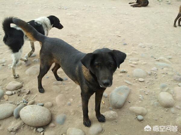 中国猎犬论坛湘中猎手赛虎:为什么犬大将的尸骨那么巨大？是不是犬大将可以二次变身？