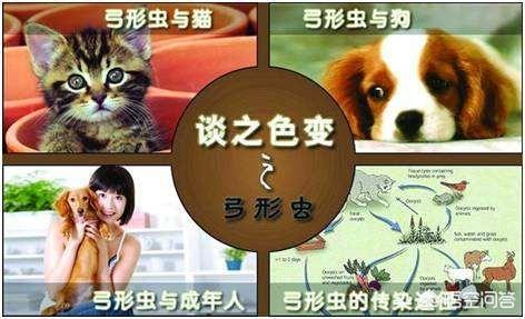 宠物保健品:怀孕期间可以养狗吗？婴儿期间可以养狗吗？