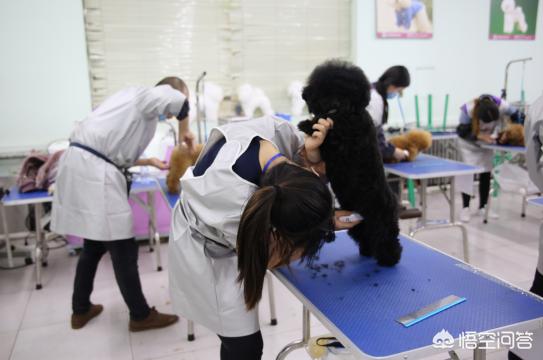 北京若雯宠物美容学校:去哪学习给宠物狗美容修造型比较好？