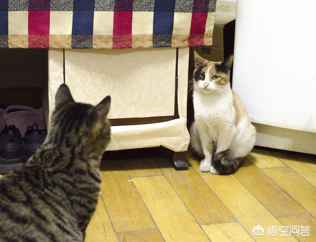 小野猫驯养手册在线:你收养的流浪猫，现在怎么样了？