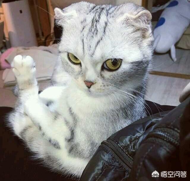 安哥拉猫怕挨打:宠物撒起娇来是什么样的？