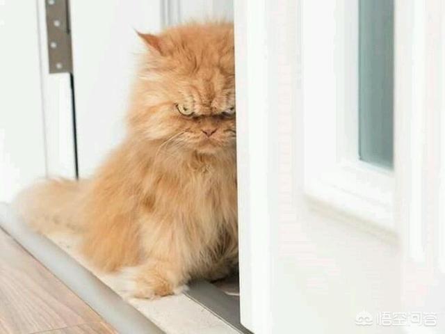 打小猫打哪里:主人打了犯错的猫咪，猫咪一直盯着主人看，是为什么？