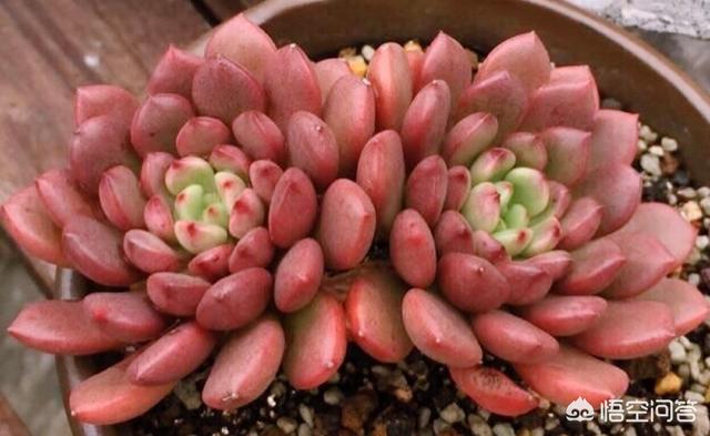 红宝石鱼苗越养越少:多肉红宝石叶片软了，并且向内凹是怎么回事？