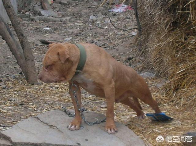 美国恶霸犬图片高清:恶霸犬和比特犬是不是同一种犬？ 美国恶霸犬图片和价格