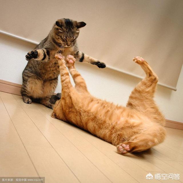 可爱小猫咪:有些猫咪为什么爱咬自己的主人？ 可爱小猫咪头像