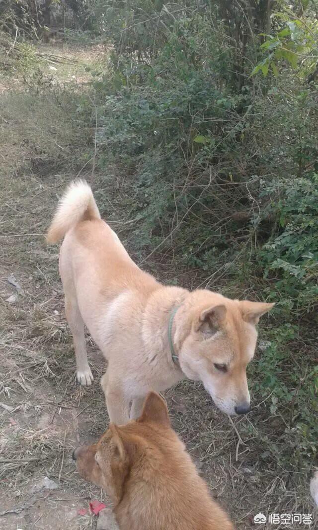 守山犬:为什么罗威纳打架不厉害？