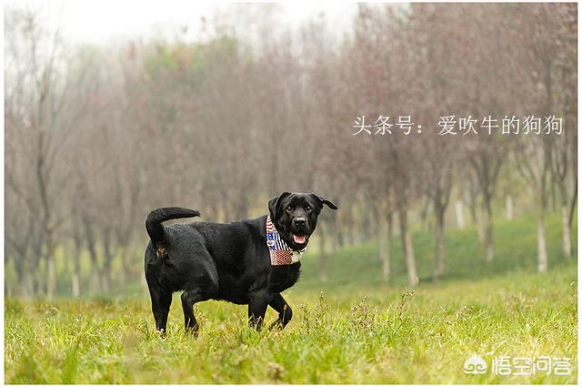 拉布拉多犬视频:拉布拉多掉毛严重是什么原因？ 拉布拉多犬视频播放