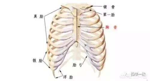 头条问答 好多人都肋骨外翻 有什么危害 怎样矫正 26个回答