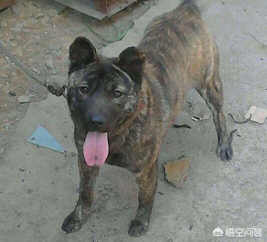 猎犬打猎:下司犬和凉山猎犬，谁的捕猎能力强些，原因是什么？