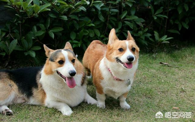 威尔斯科基犬小狗价格:为什么有的柯基攻击性突然变强，喜欢跟别的狗子打架？