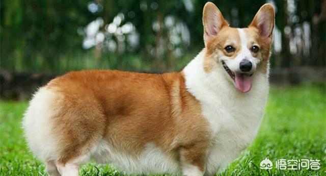 威尔斯科基犬小狗价格:为什么有的柯基攻击性突然变强，喜欢跟别的狗子打架？