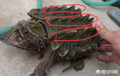 南岔大鳄鱼龟养殖技术:鳄鱼龟吃什么?在家里要怎么养？能放水一直养着不？