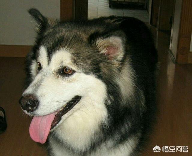 阿拉斯加犬和哈士奇的叫声:阿拉斯加犬和哈士奇的关系 有的狗狗为什么会学狼叫？