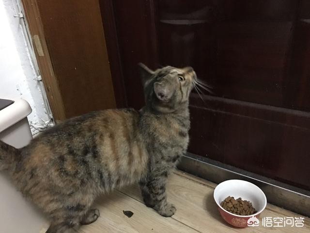 小野猫驯养手册在线:你收养的流浪猫，现在怎么样了？