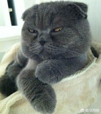 帕拉斯猫多少钱:猫咪会有咬死主人的想法吗？ 帕拉斯猫多少钱一只