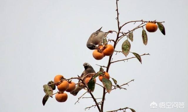 谷鸟水果图片:夏季果园鸟类啄食水果，如何驱鸟护果效果最好？