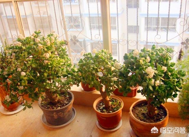 玉树养成盆景的几个技巧，为什么有人养在室内就容易挂掉呢？插图47