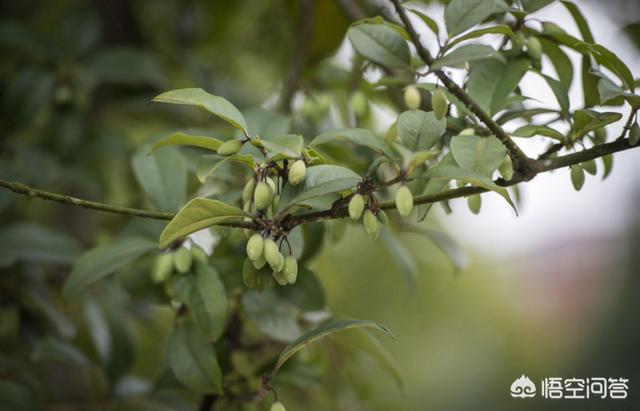 桂花树种子辨认:桂花树是直播种子好，还是扦插好？