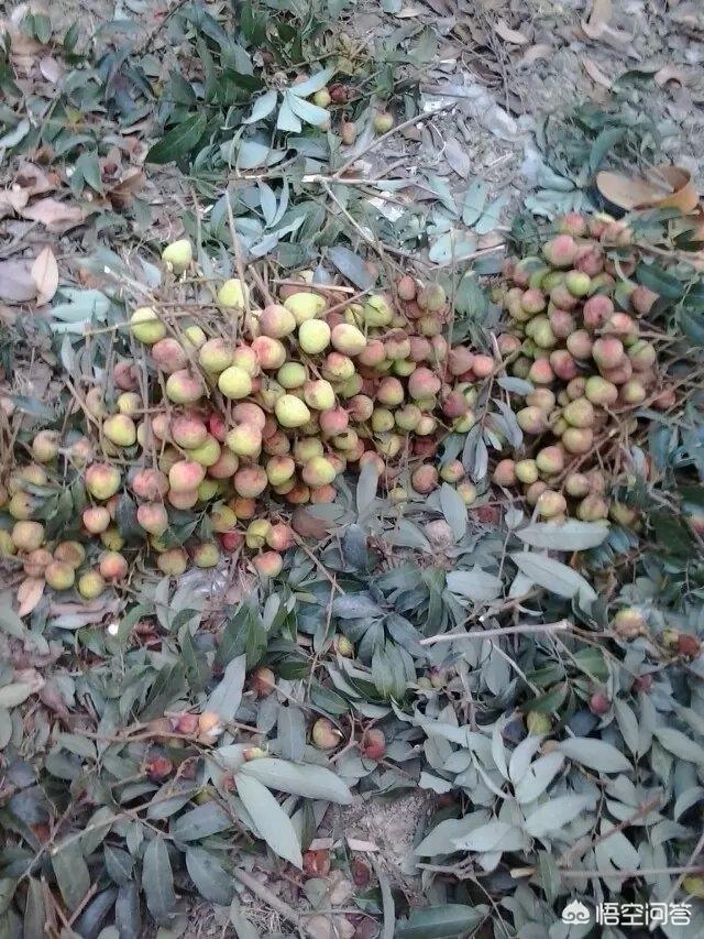 荔枝是热性的还是凉性的:荔枝吃多了后果很严重吗？